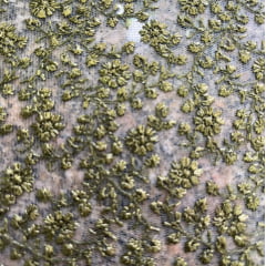 TECIDO TULE BORDADO CELEBRETY EMBROIDERY COR VERDE 100% POLIÉSTER COM 1.27 LG